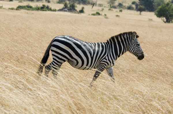 Cebra - reserva nacional de Masai Mara - Kenia 1.jpg